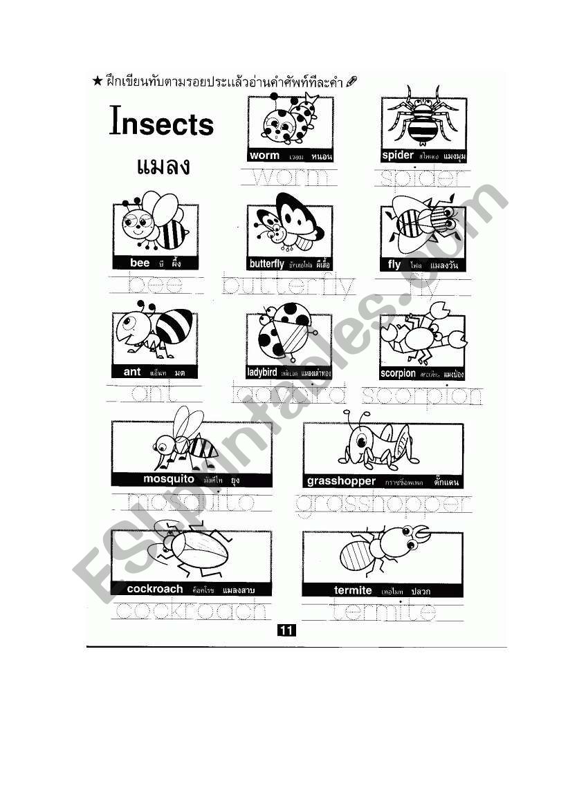 Insect worksheet