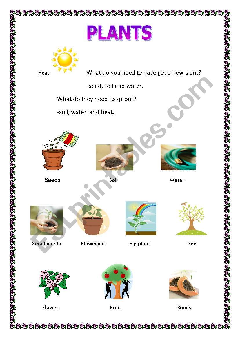 How to have got  a plant worksheet