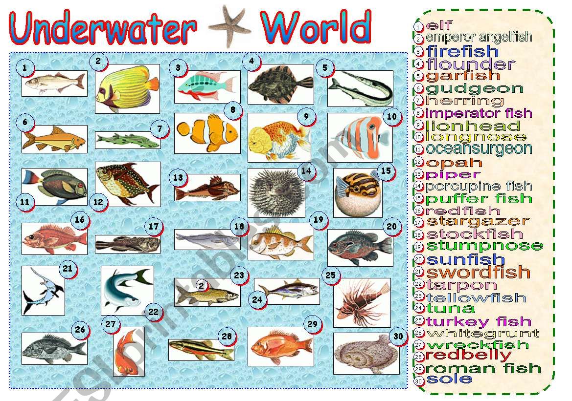Underwater World worksheet