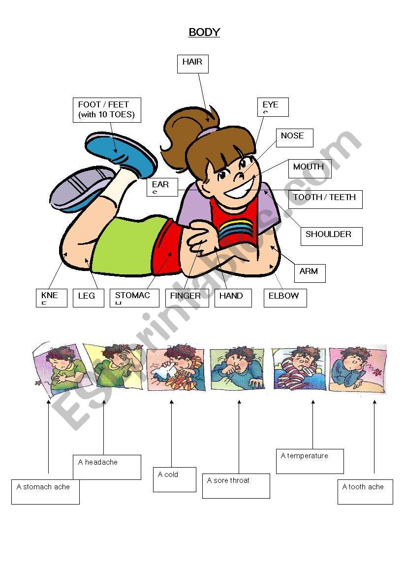 body vocabulary and illnesses worksheet