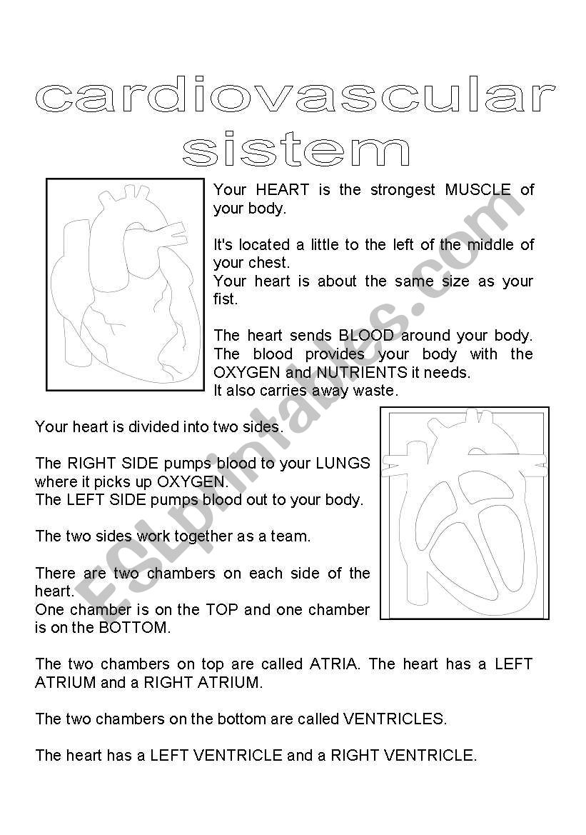 cardiovascxular system worksheet