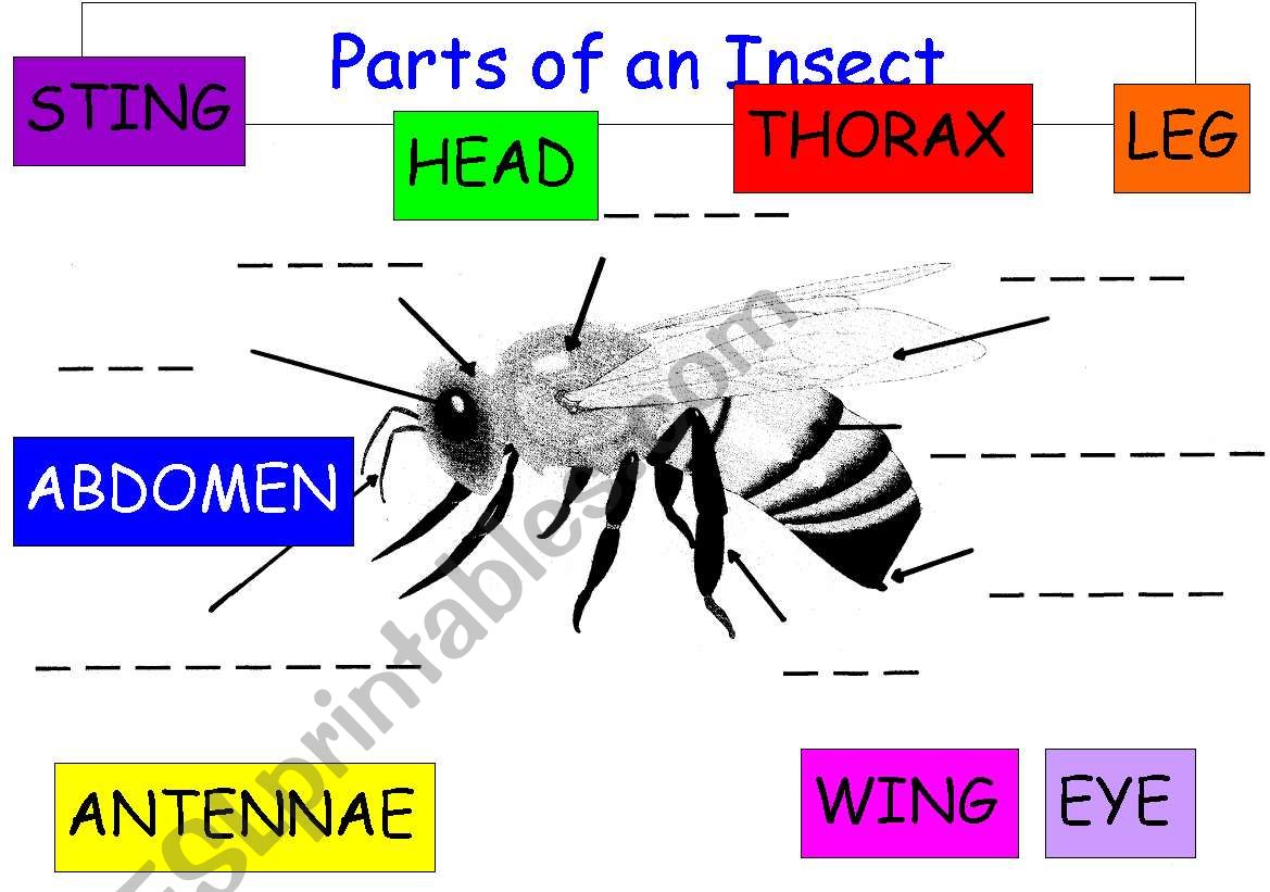 Parts of Insect - Labelling Exercise