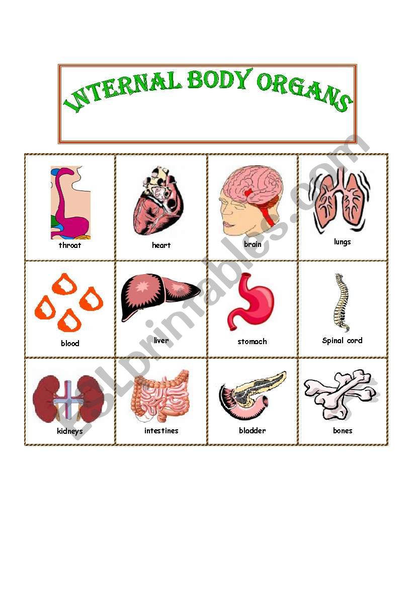 Internal Parts of the Body Picture Dictionary with B/W version