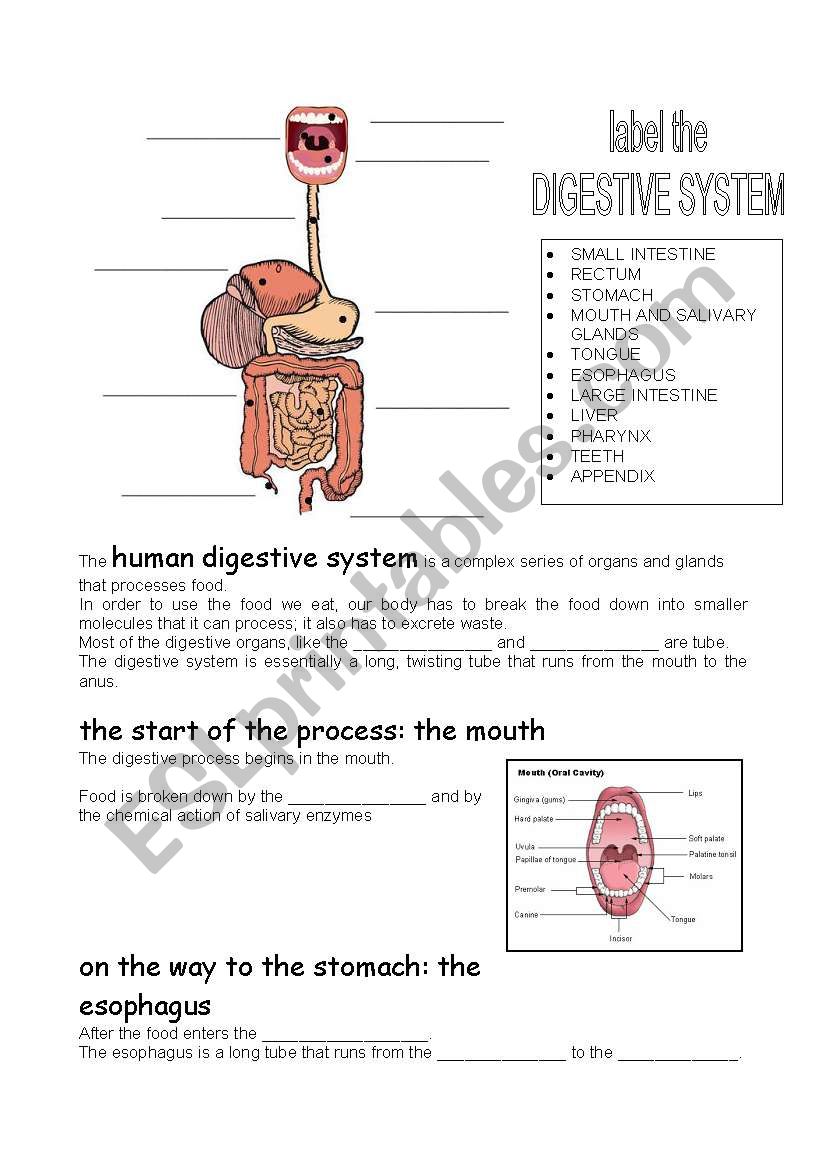 human digestive system - ESL worksheet by carcarla For Digestive System Worksheet Answers