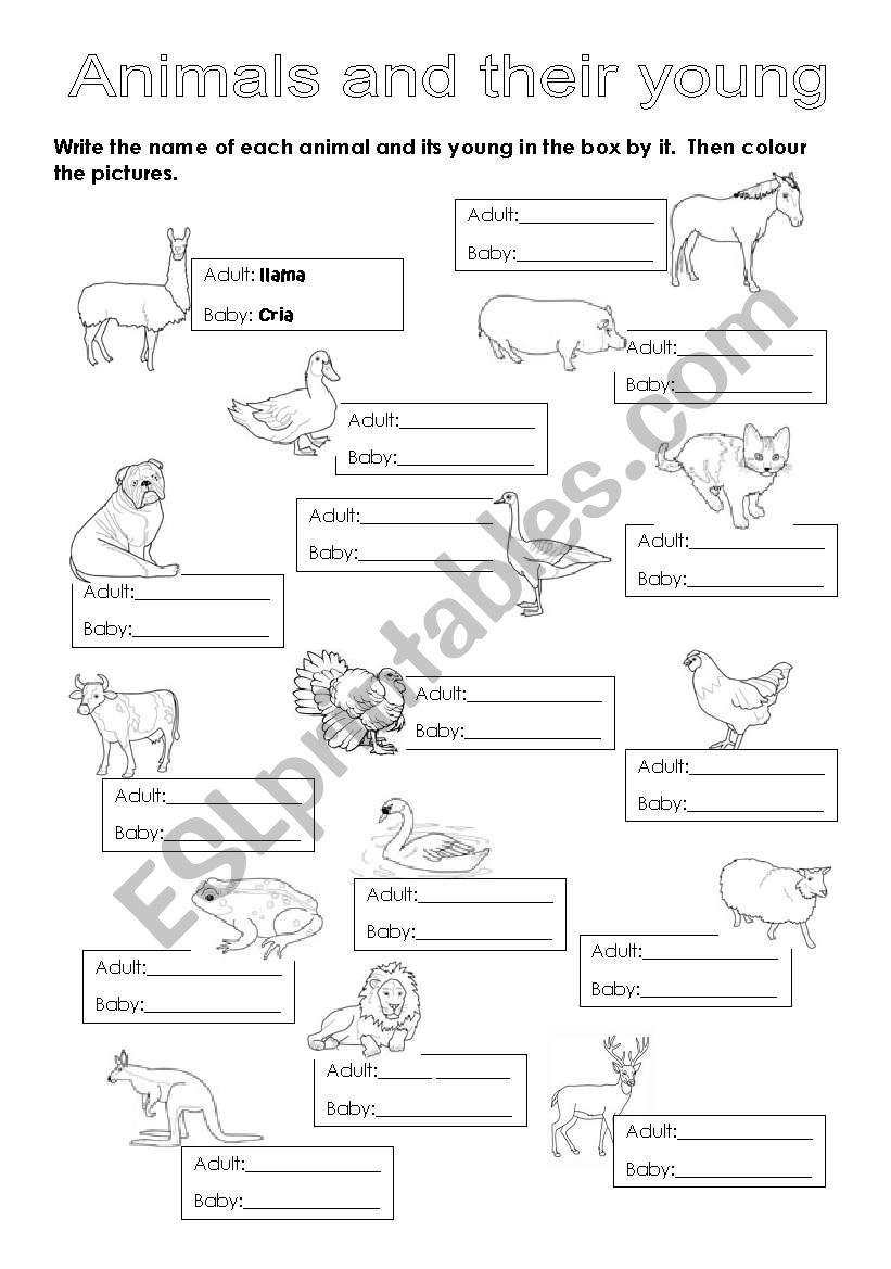 Animals and their young worksheet