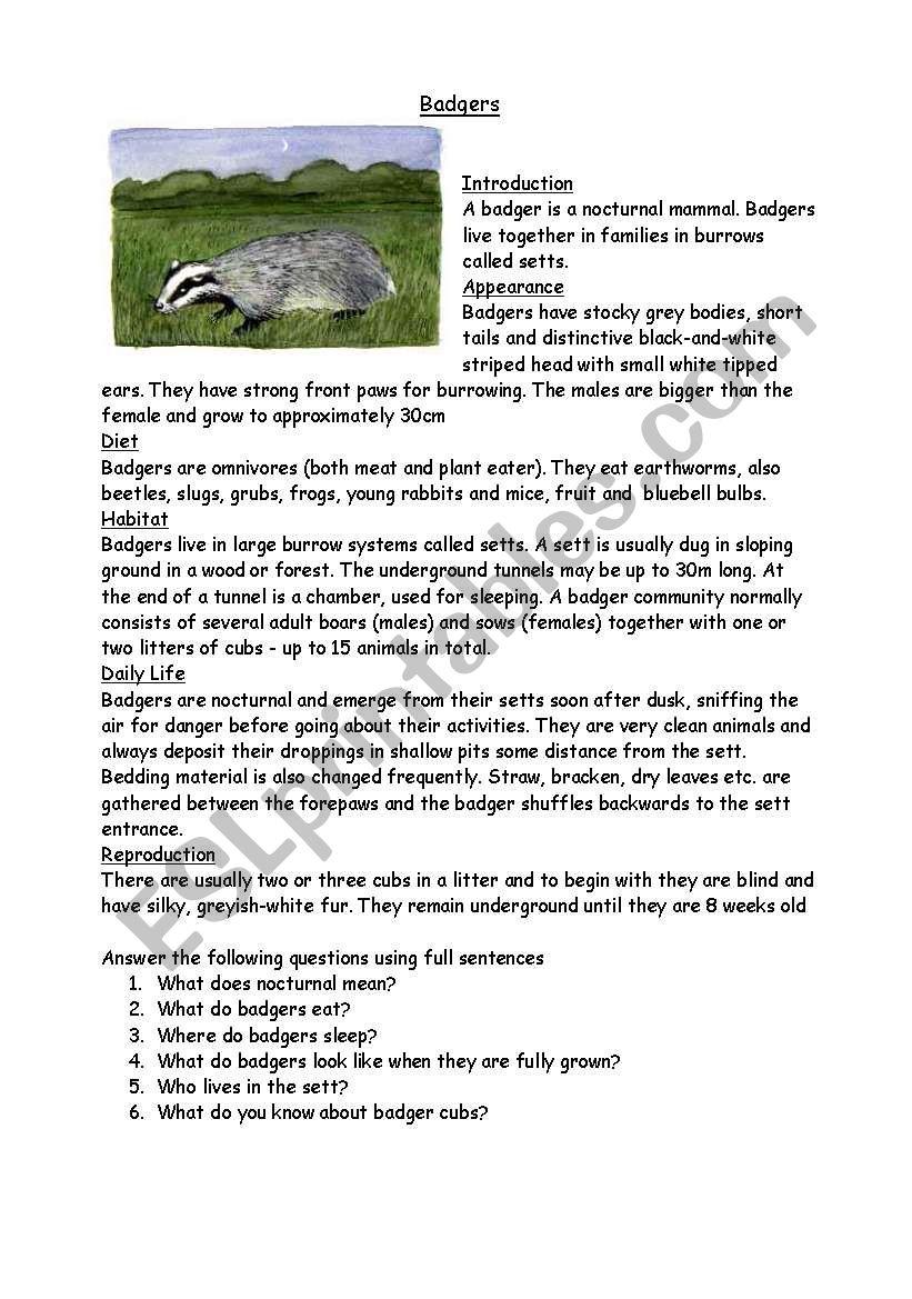 Badgers worksheet