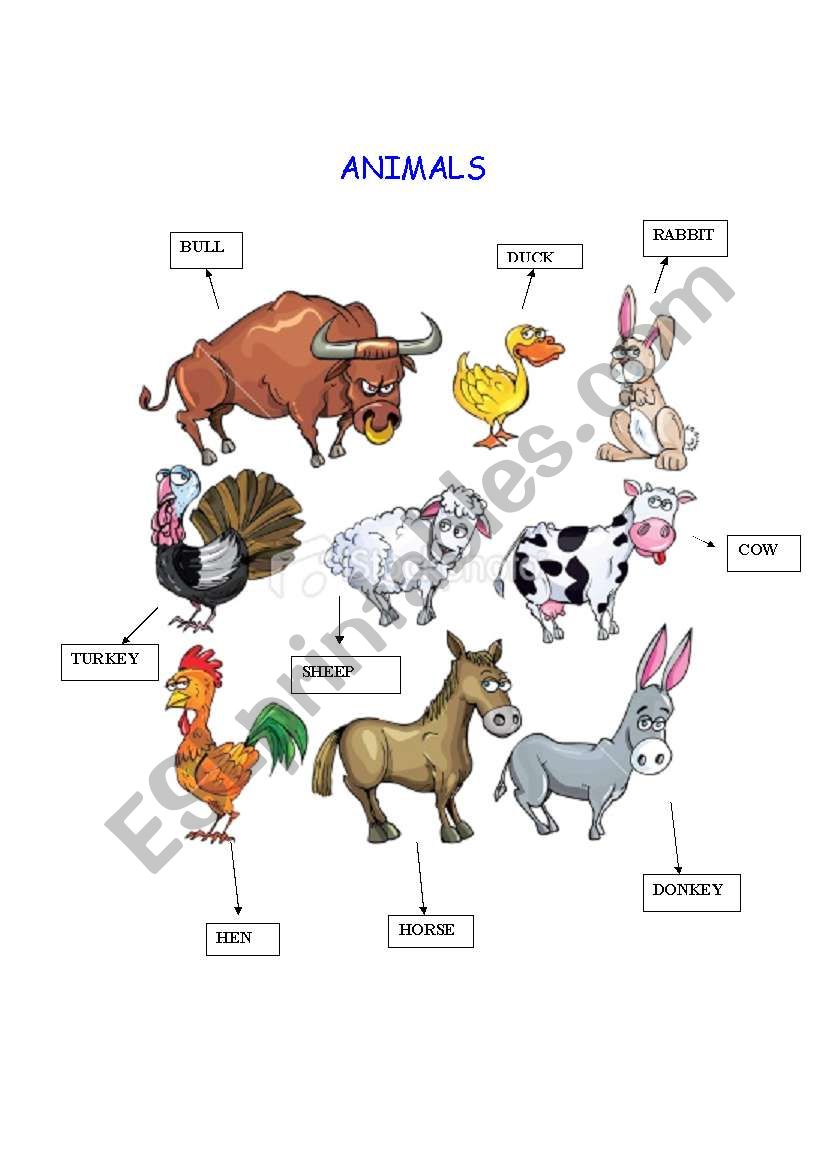 ANIMALS worksheet