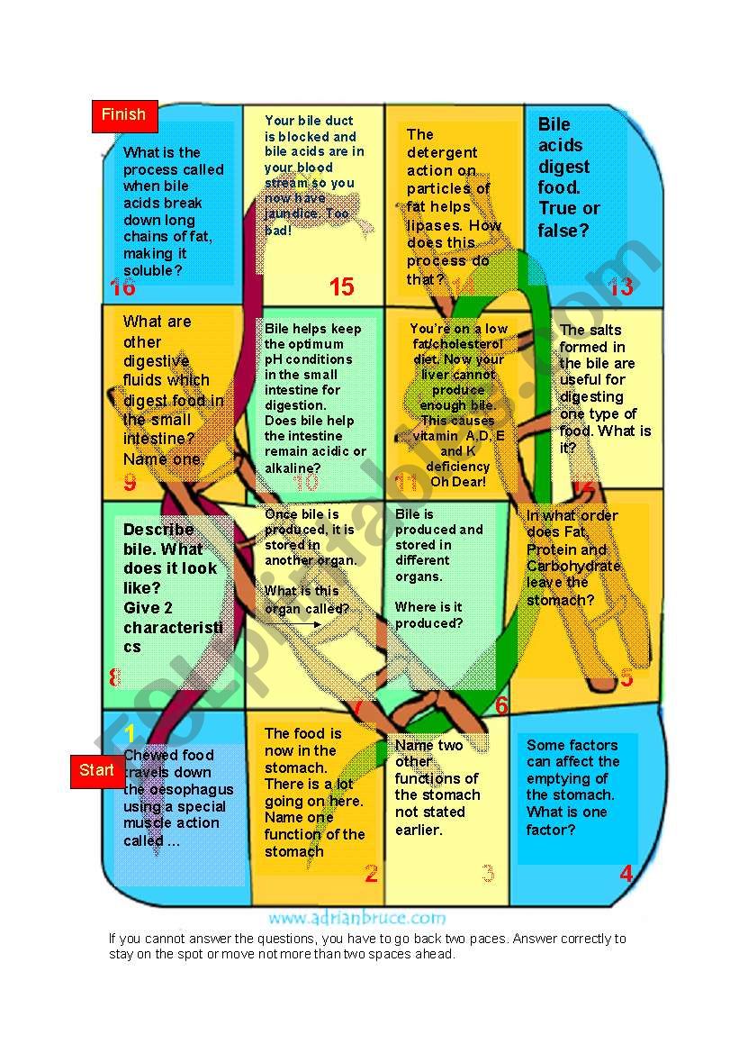 Digestive system : the Roles of the stomach and Bile 