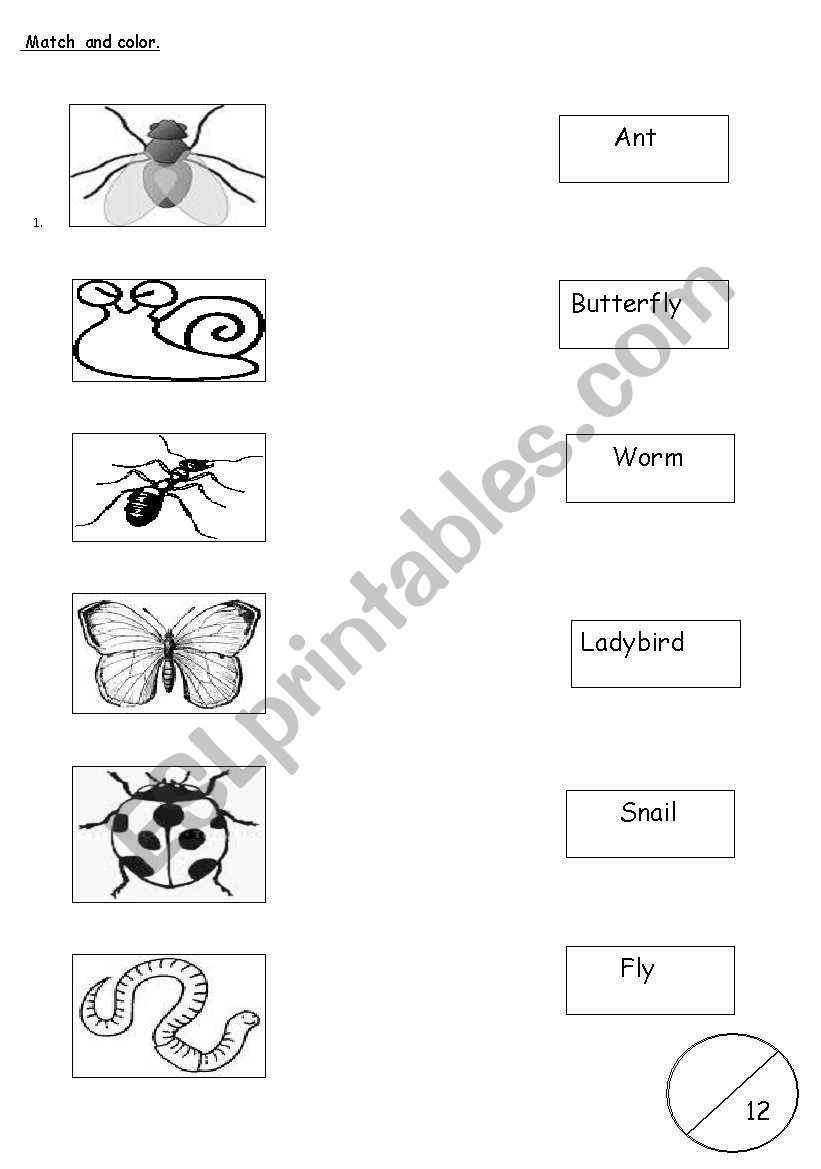 Insects Vocabulary worksheet