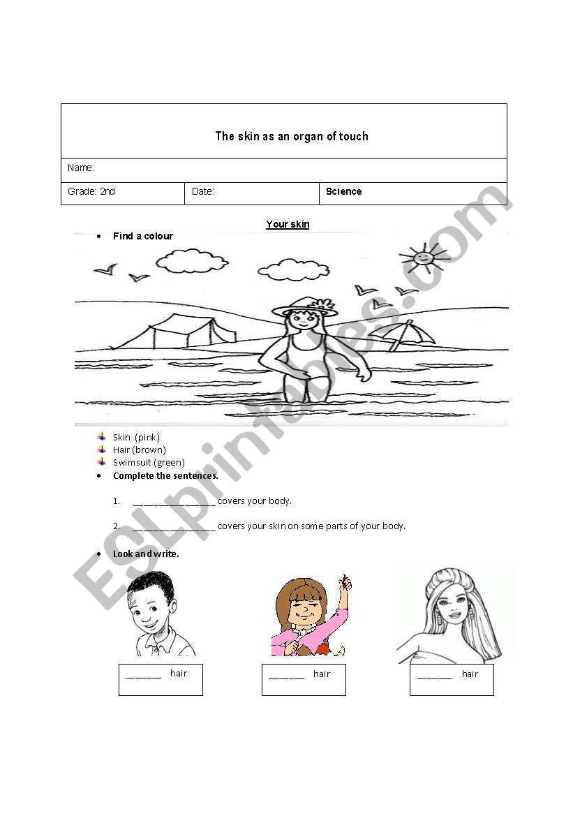 The skin worksheet