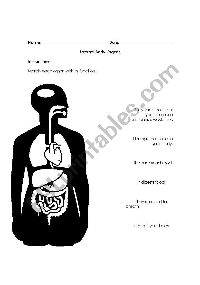 Internal Body Organs and their functions