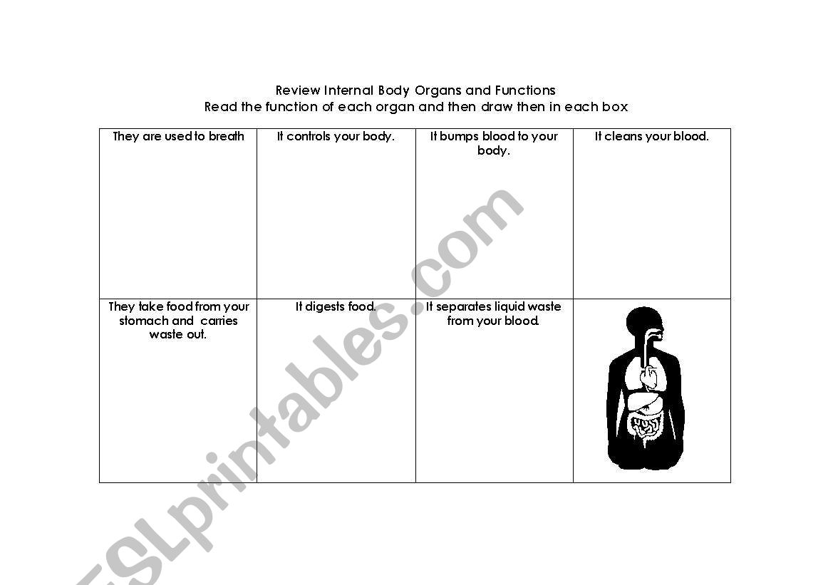 Review Internal Body Organs and their Functions