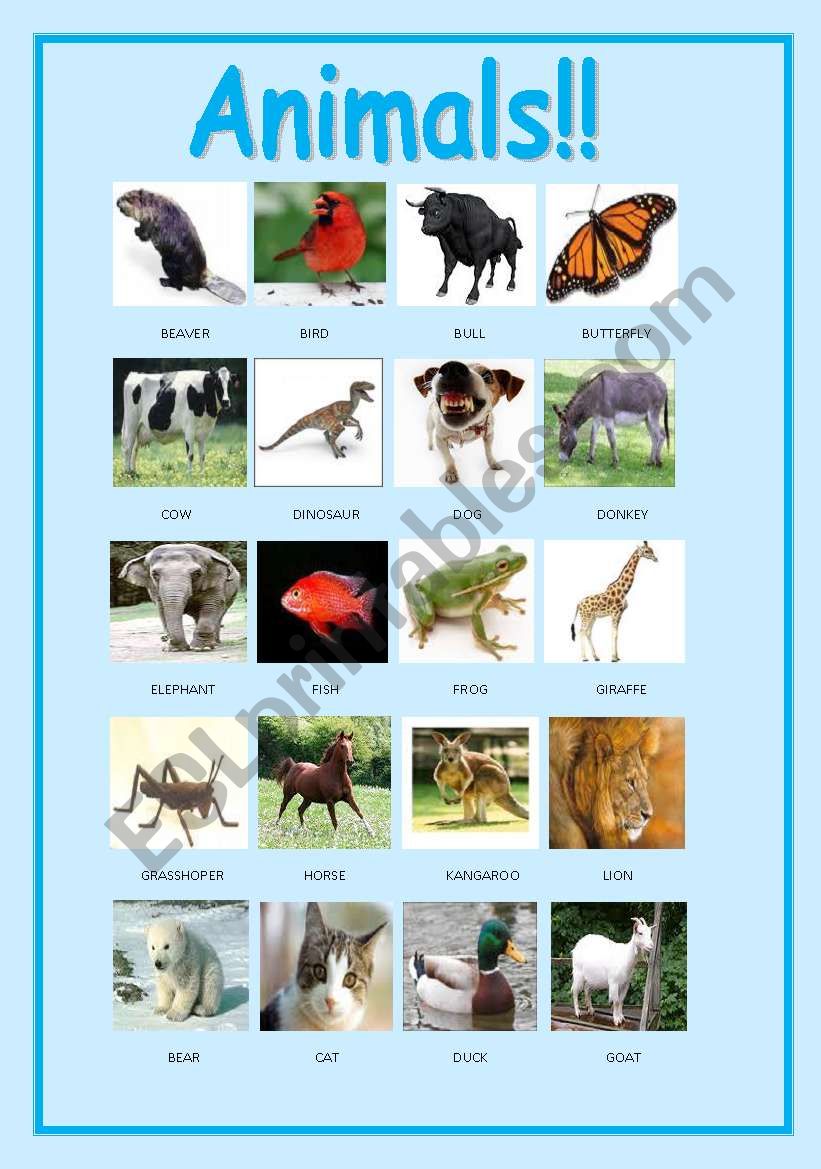 Animals pictionary. worksheet