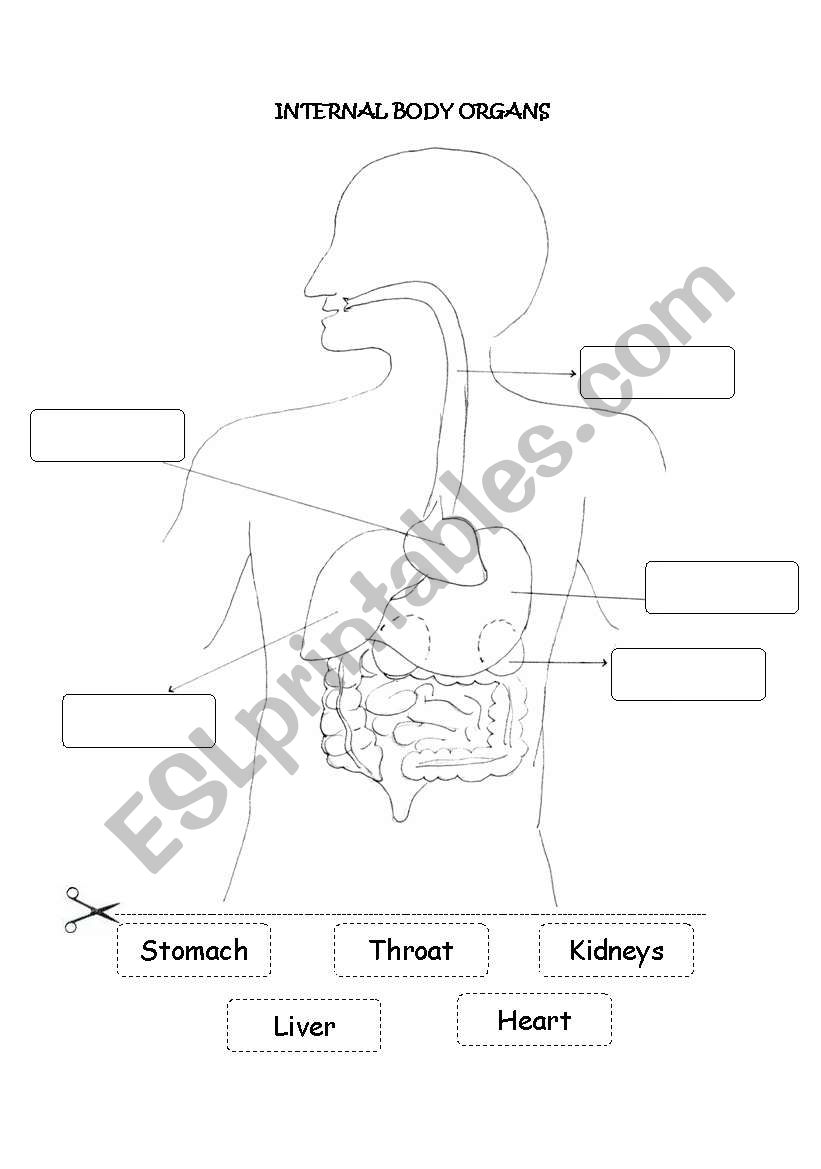 Internal Body Organs worksheet