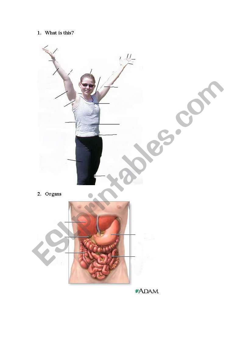 Bodyparts worksheet