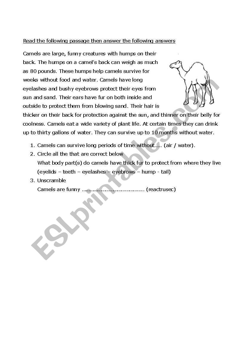 reading comprehension worksheet