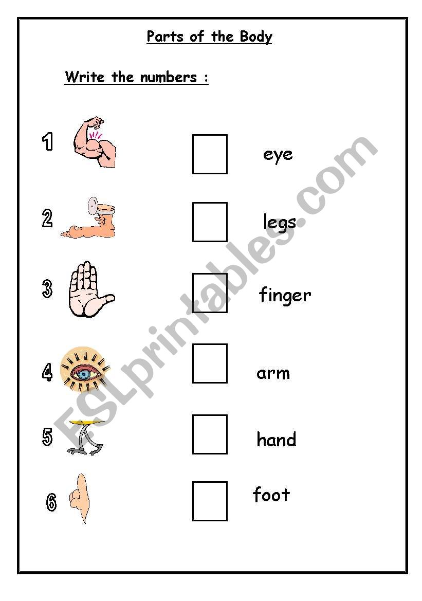  Parts of the Body worksheet