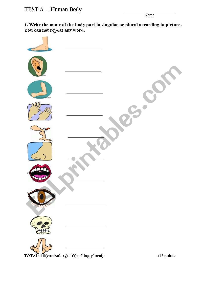 HUMAN BODY worksheet
