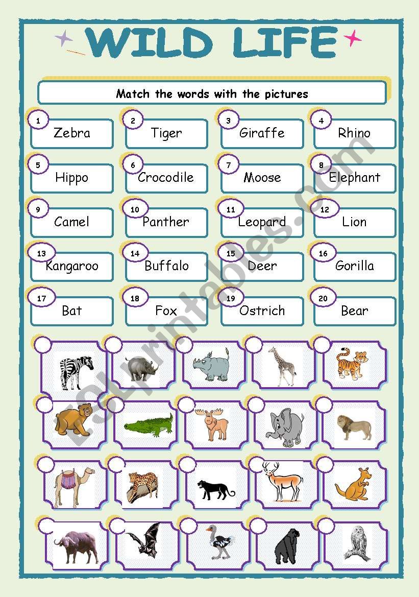 WILD LIFE worksheet