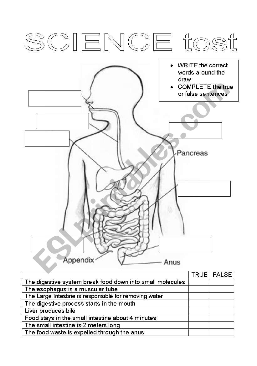 test about digestive system worksheet