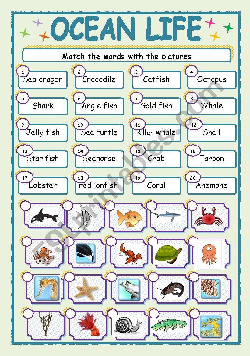 OCEAN LIFE worksheet