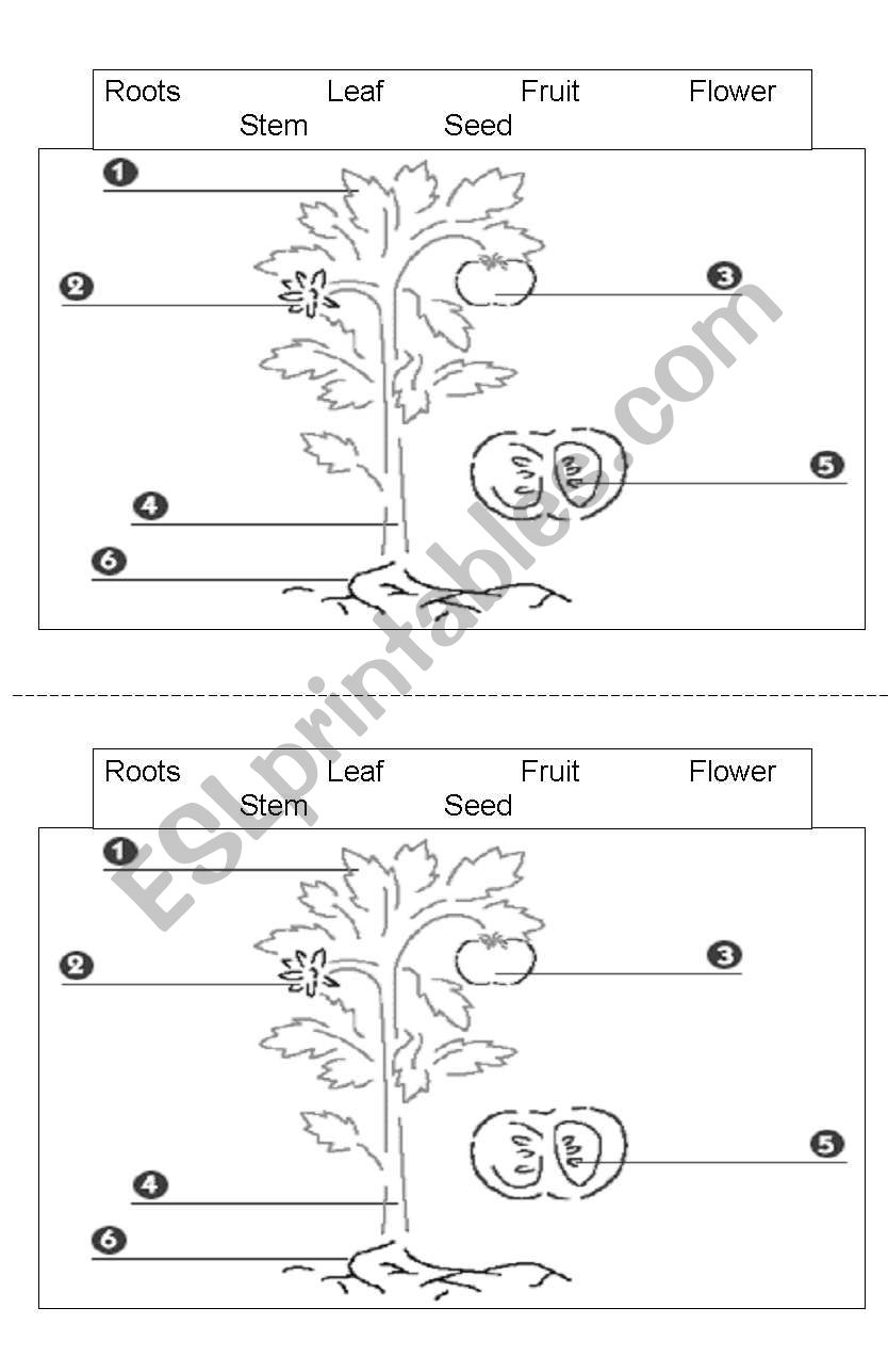 Plant Parts worksheet