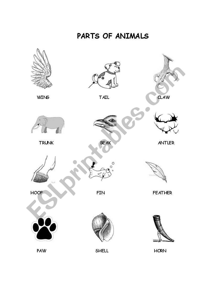 Parts of Animals worksheet