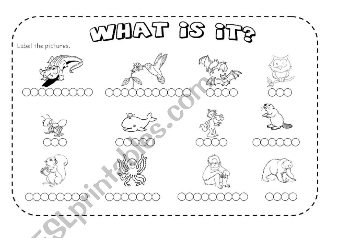 Animals worksheet