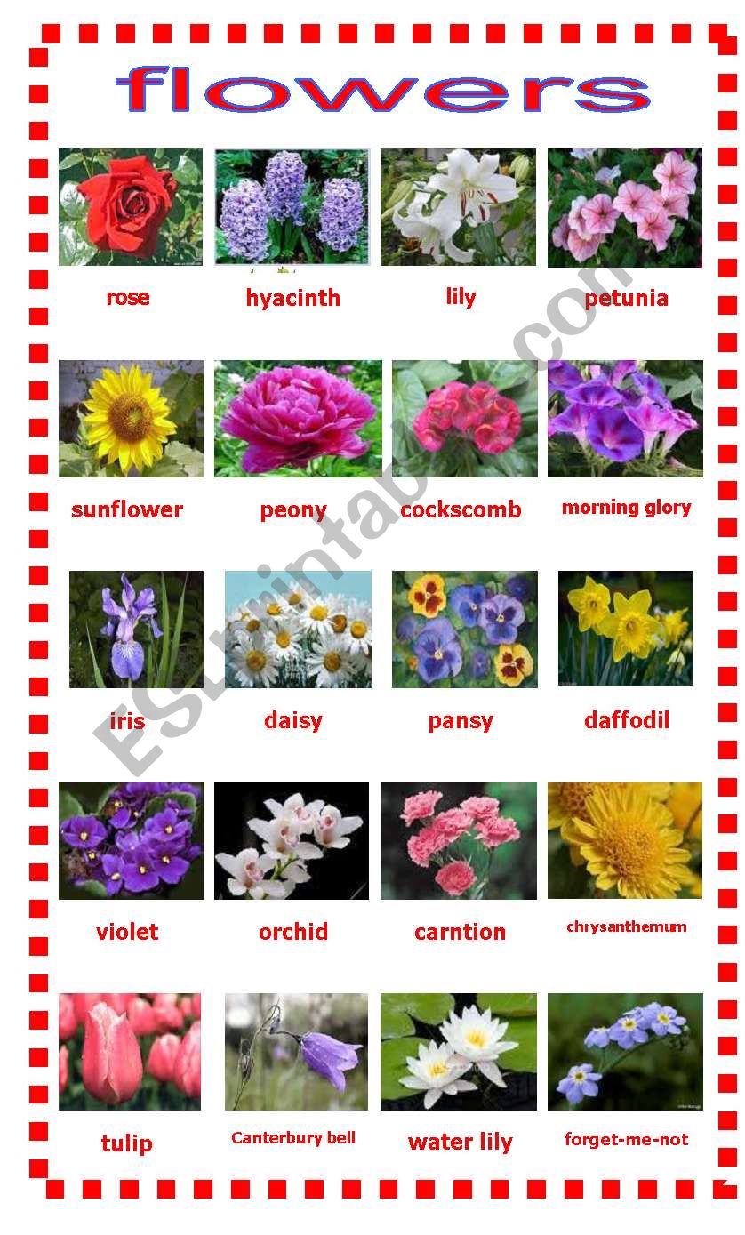 flowers - ESL worksheet by lokyuen