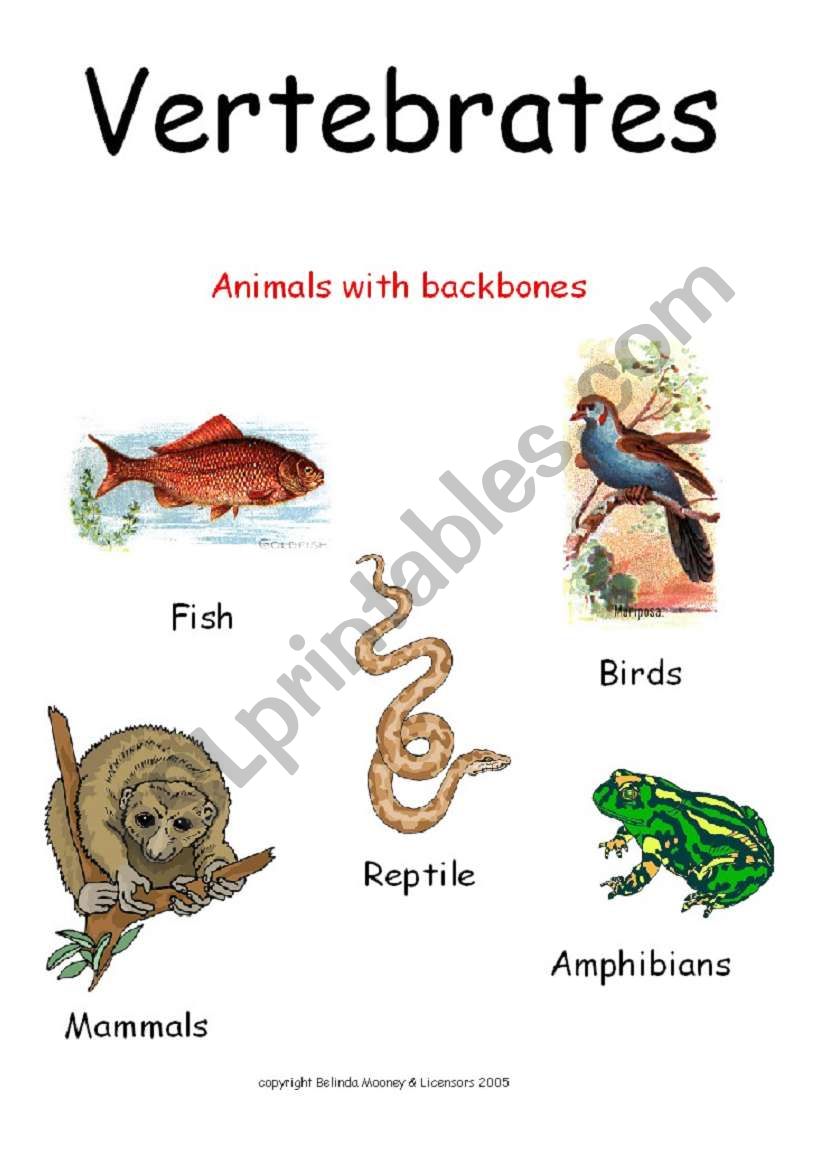 Vertebrates worksheet