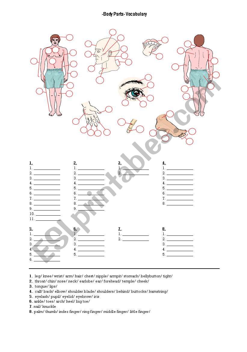 BODY PARTS worksheet