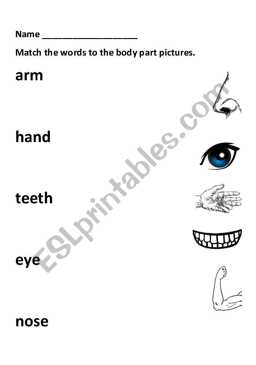 Body Parts Matching worksheet