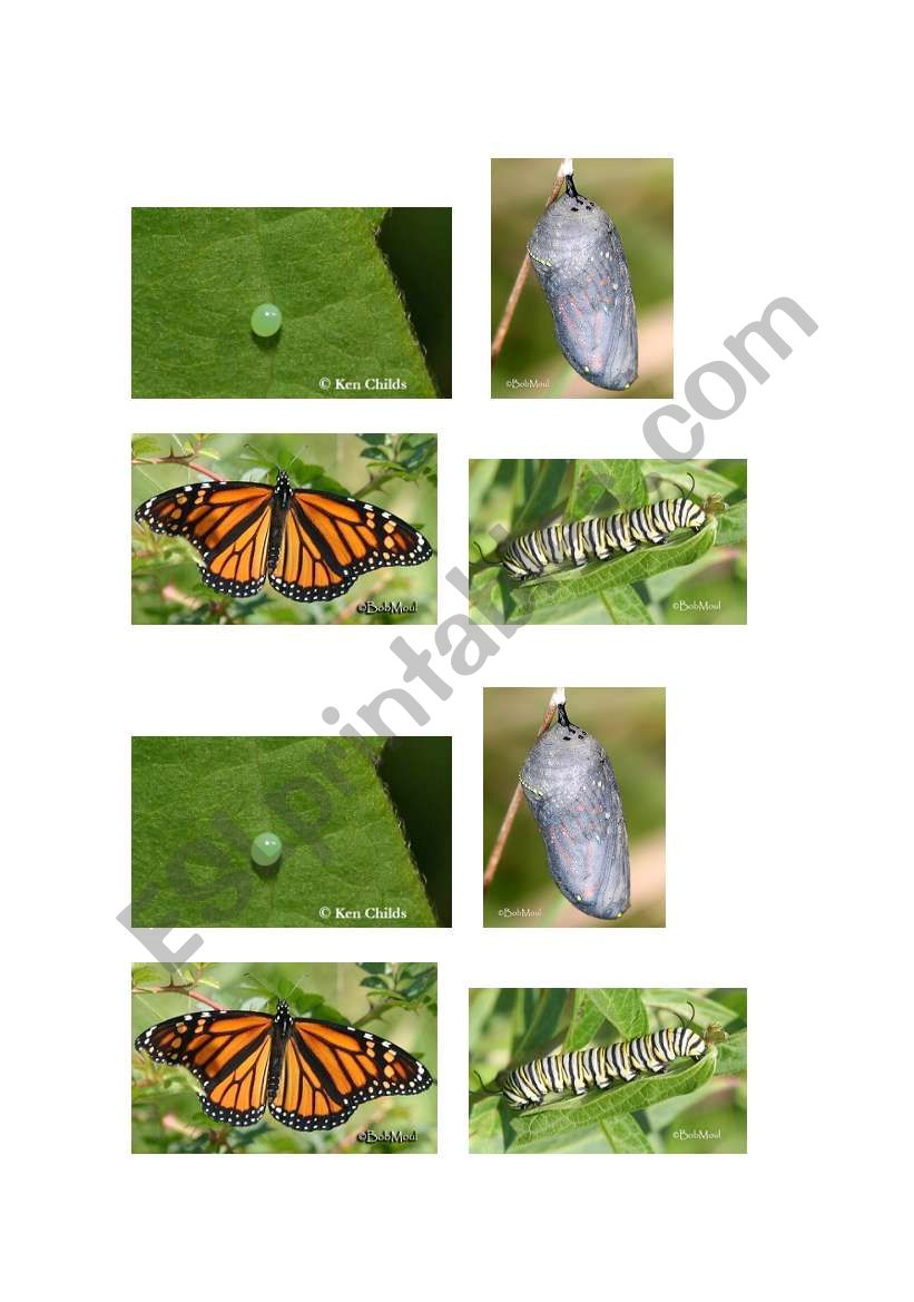 Butterfly Life Cycle Pictures (page 2)