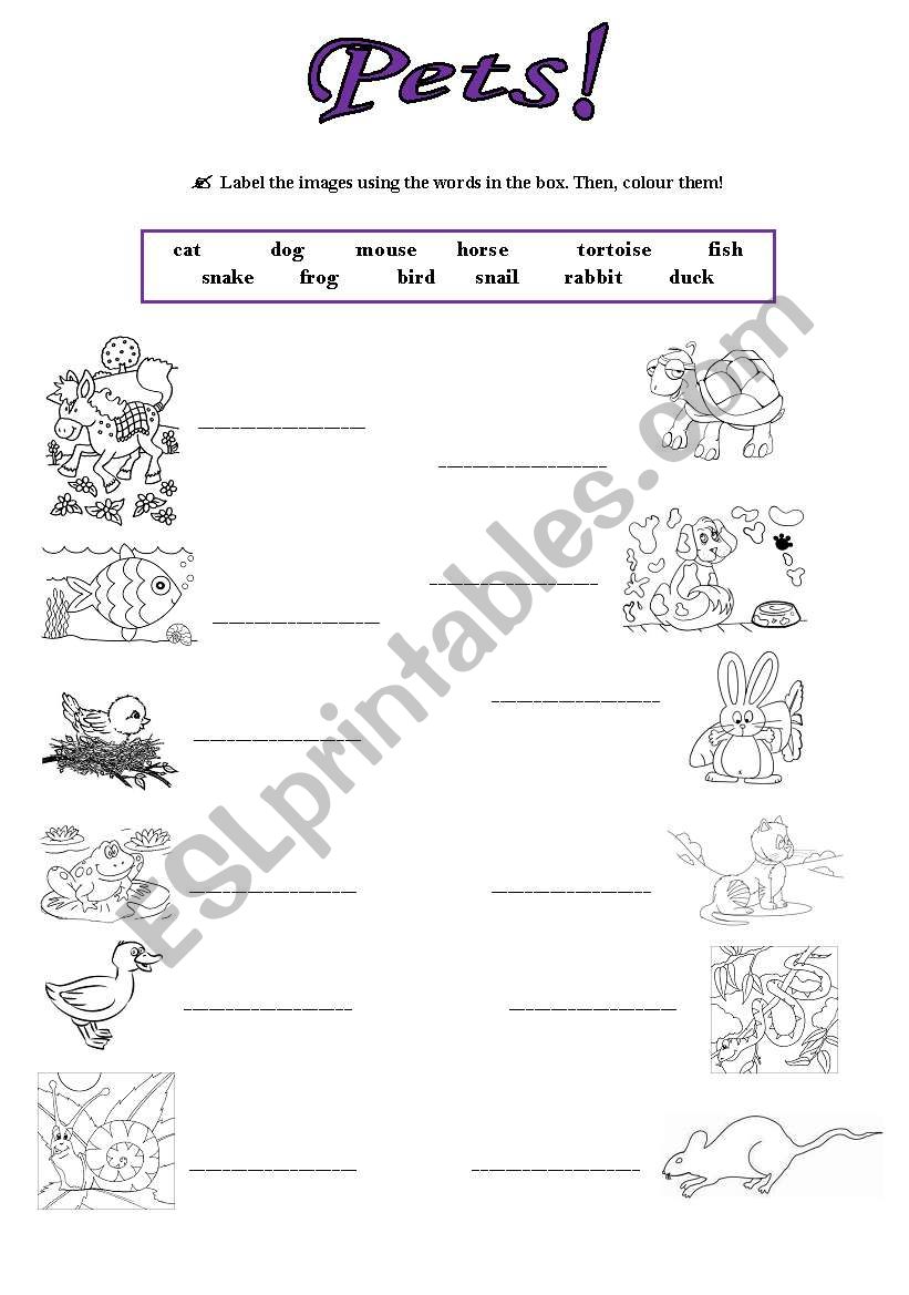 Pets! worksheet