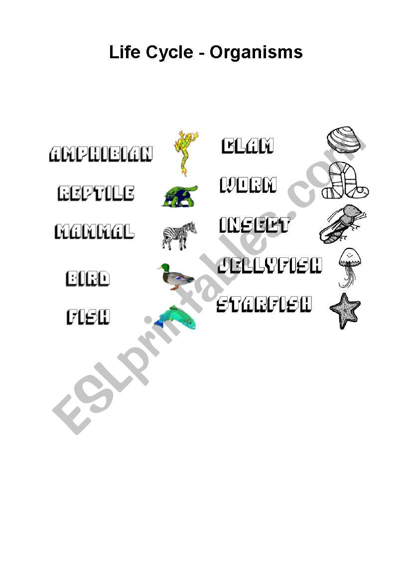 Life Cycle - Organisms  worksheet