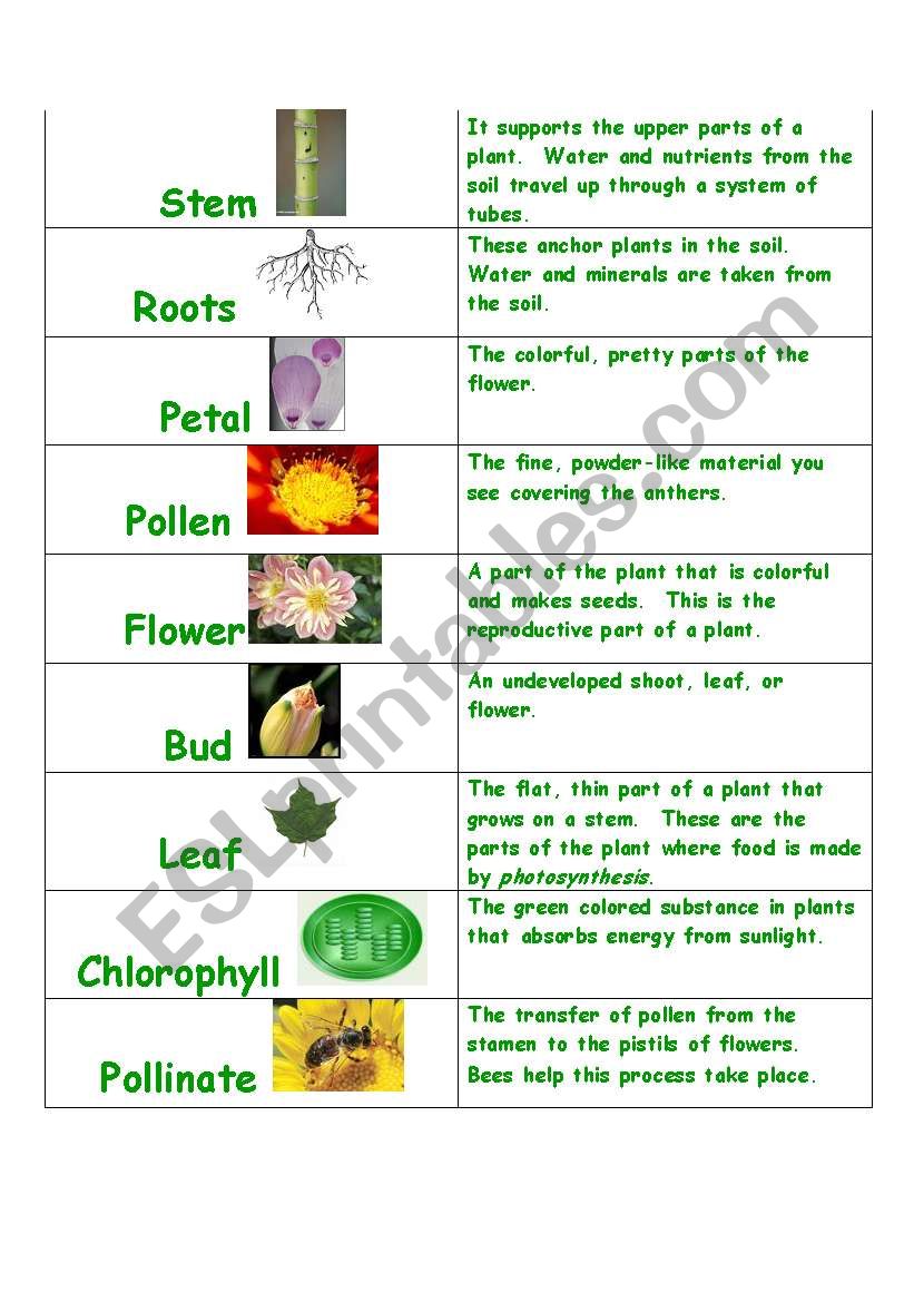 Plant Vocabulary worksheet