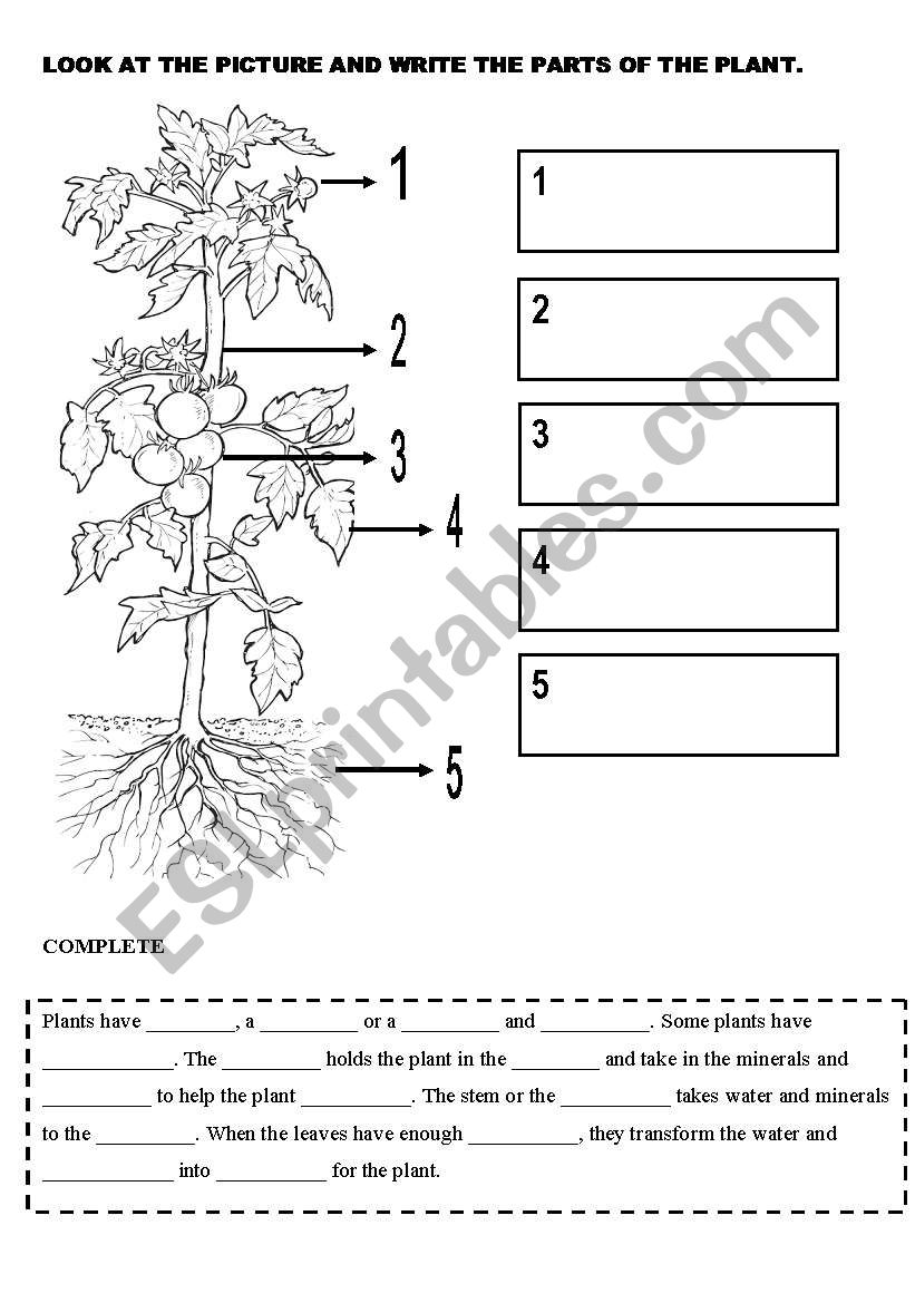 PLANTS worksheet