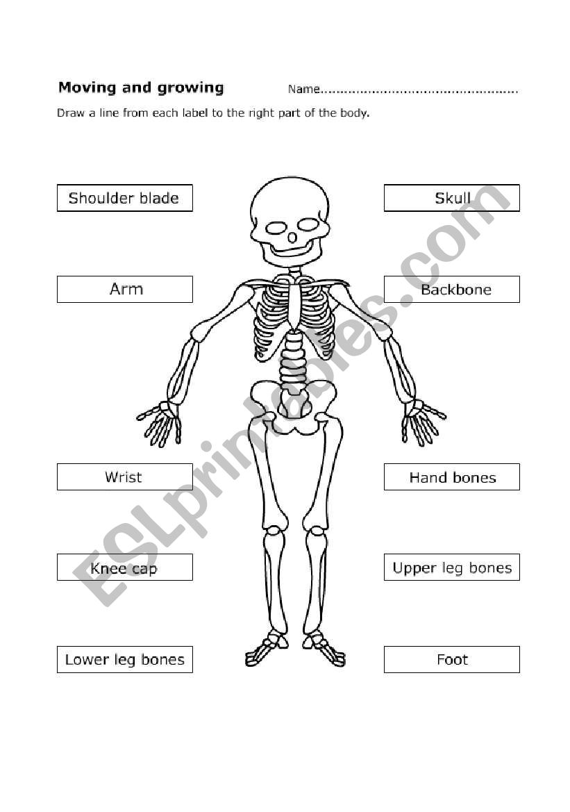 Human skeleton ESL worksheet by Mariola PdD