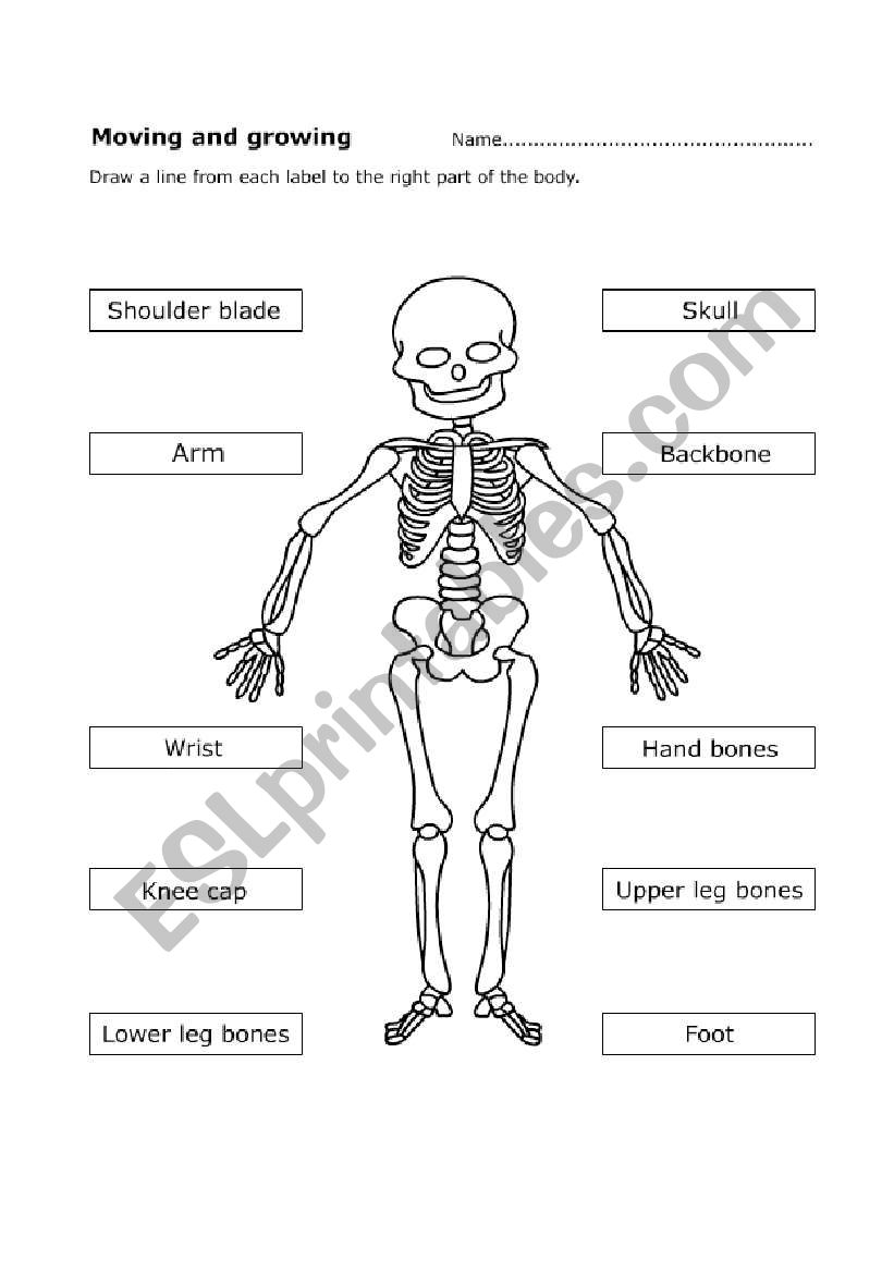 Human skeleton worksheet