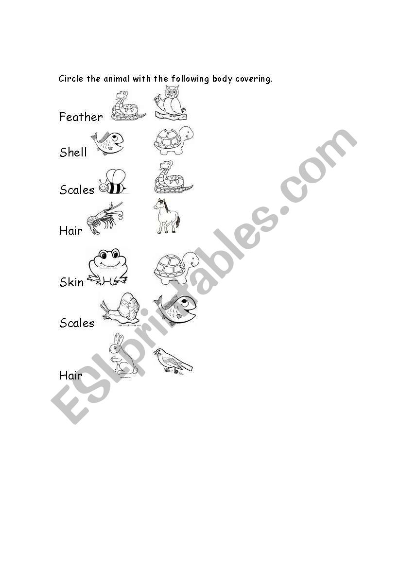 Animal Coverings worksheet