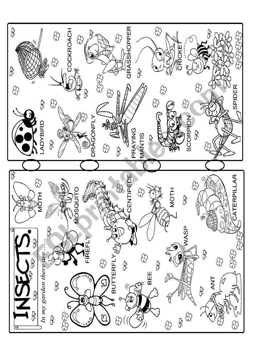 insects worksheet