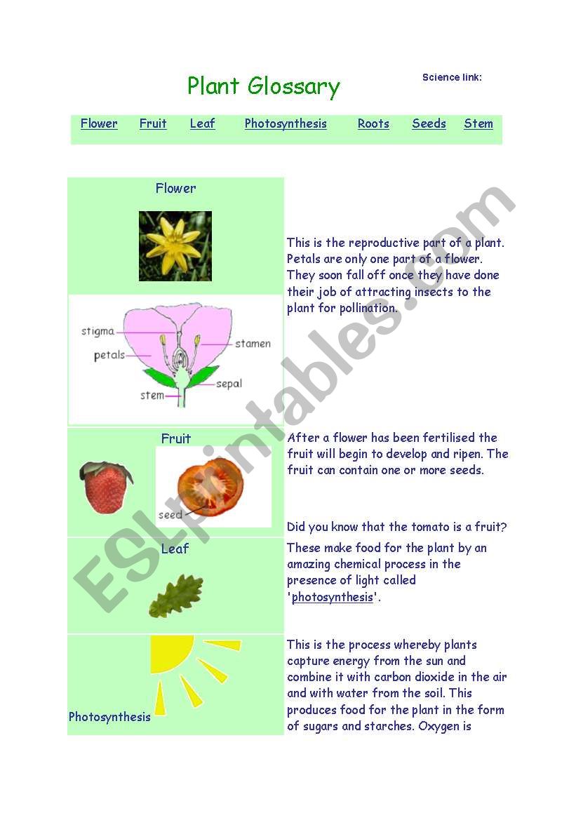 About plants worksheet