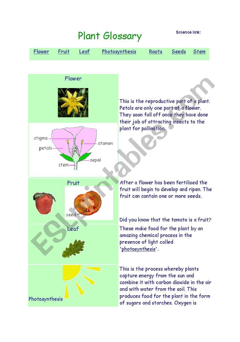 About plants worksheet