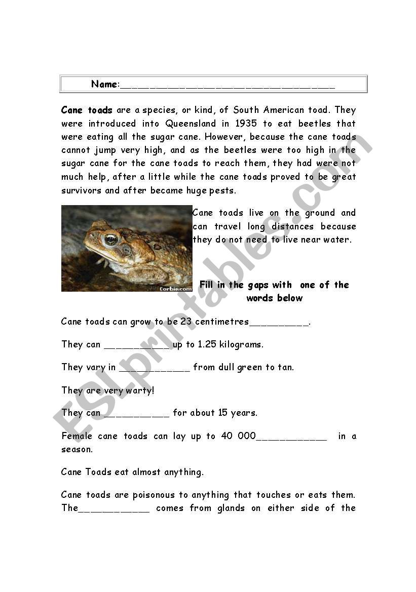 Cane Toads worksheet