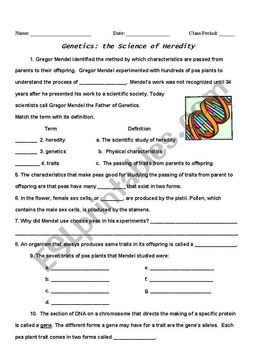 Genetics/Heredity - ESL worksheet by mahogan With Genetics Worksheet Middle School