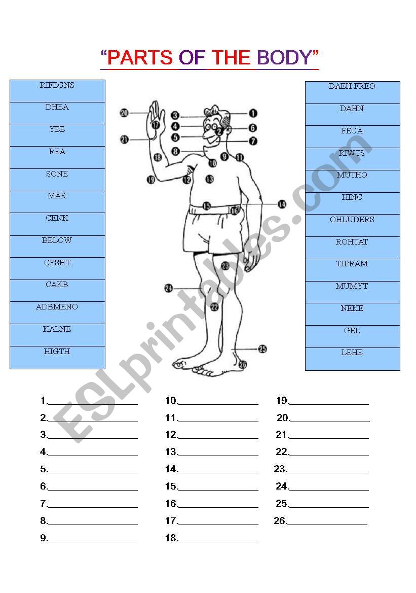 parts of the body worksheet