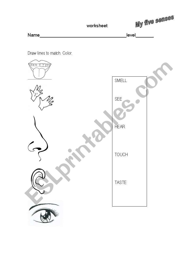 my five senses worksheet