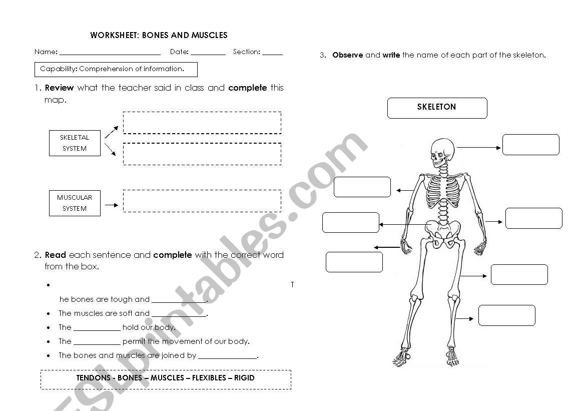 BONES AND MUSCLES worksheet
