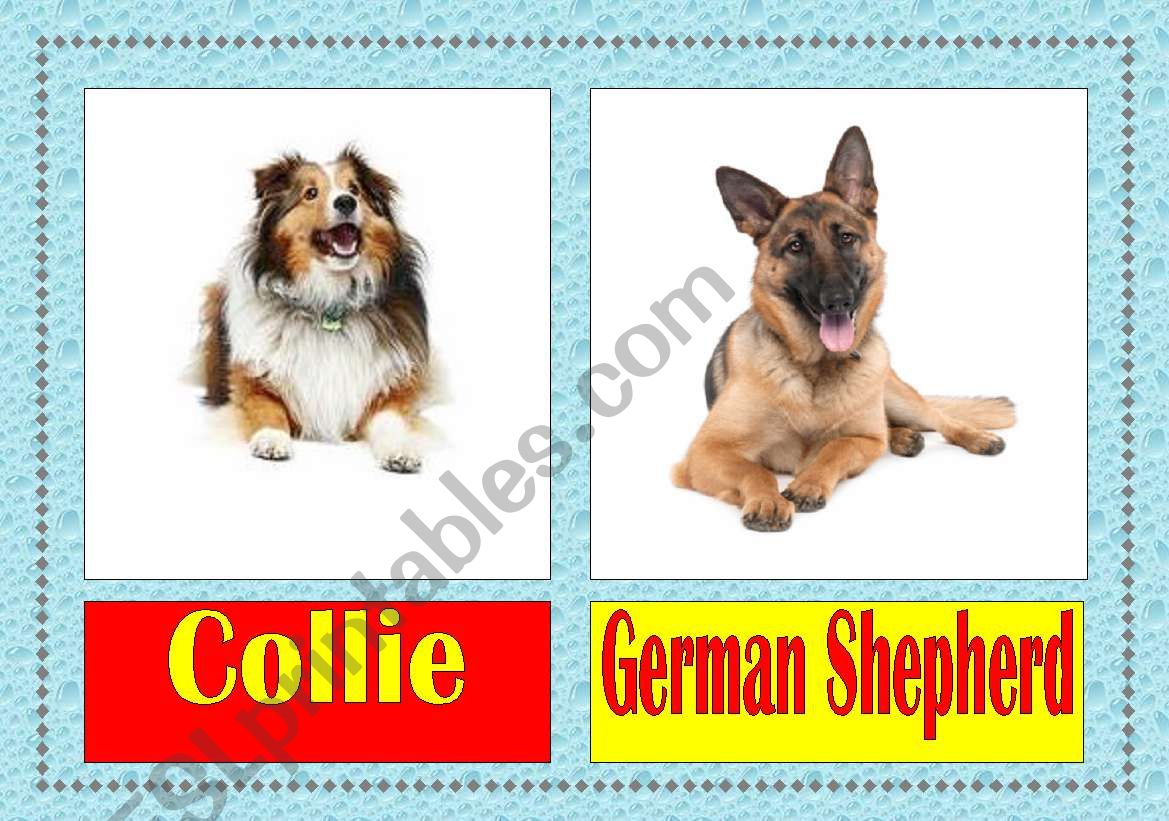 dog breeds flashcards (1/3) worksheet