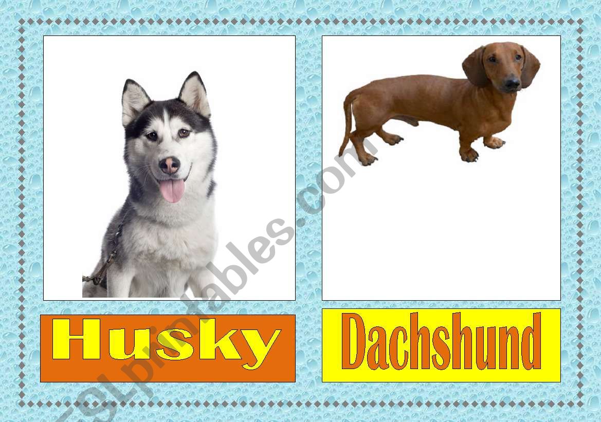 dog breeds flashcards (2/3) worksheet